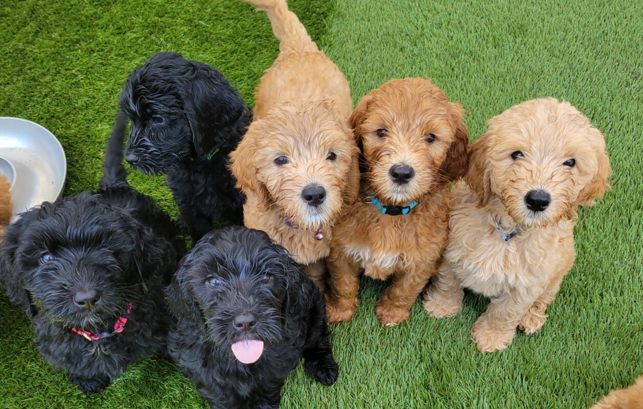 puppies sit 1258x800 1